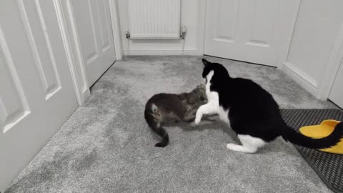 Cat Bites Other Cats Butt(1)