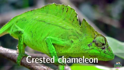 Pronunciation Chameleons for Kids (and Photos)