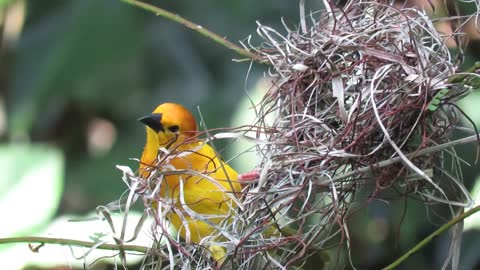 Delightful Bird On Nest