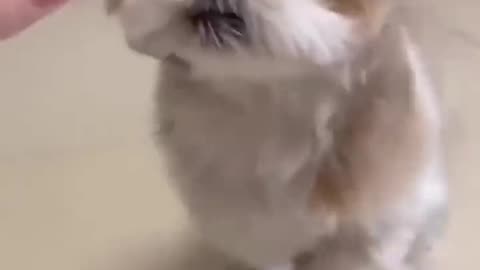 Must See Funny CATS DOGS Reaction 2023 😍