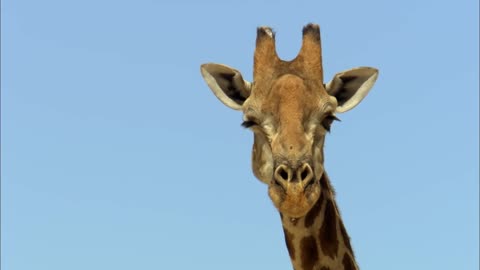 Nature Makes You Happy | BBC Earth