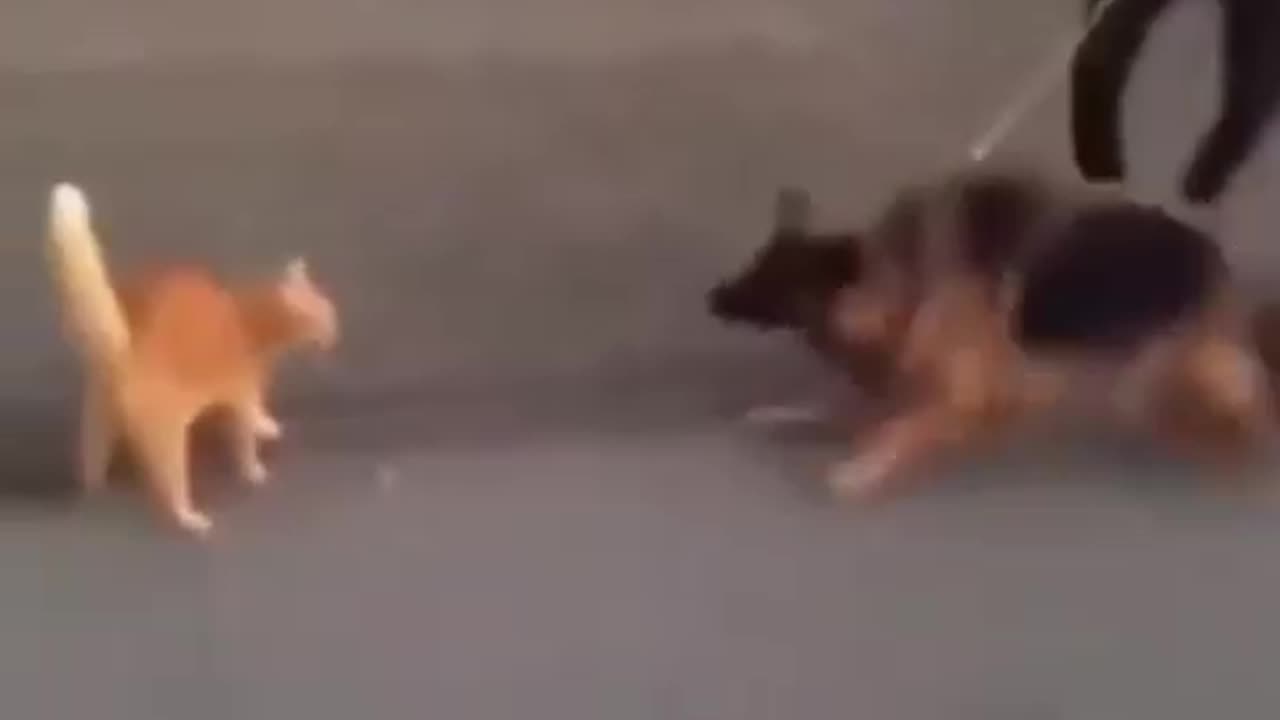 Cat revenge 😺🐈