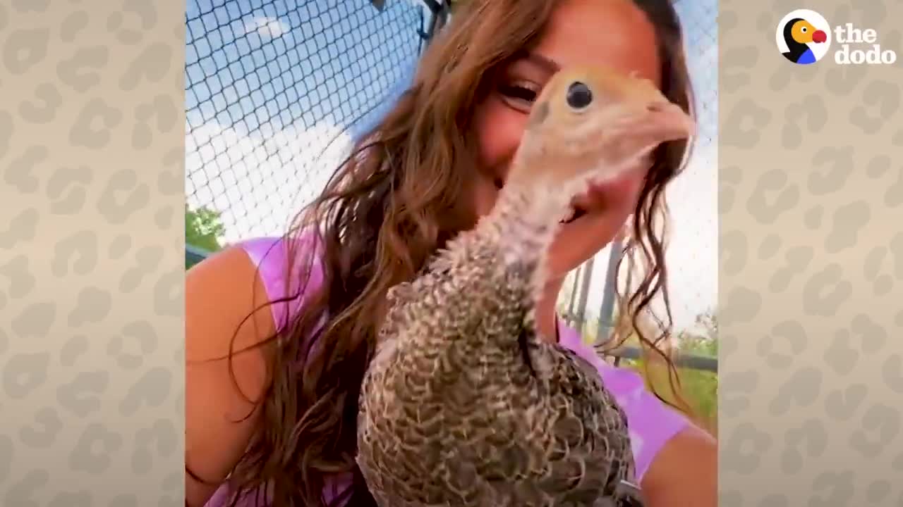 This Mystery Egg Contains The Cutest Little Fluff | The Dodo Wild Hearts