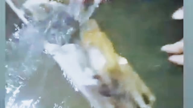 A must see is a jelly fish that will surprise you. A really great video #Shorts #ytshorts