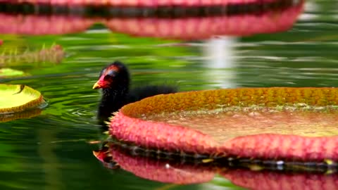 FLOWERS | LOTUS - Exotic bird swimming among lotus flowers in a lake.
