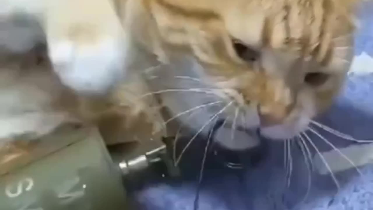 Funny and Cute Cats Videos #418