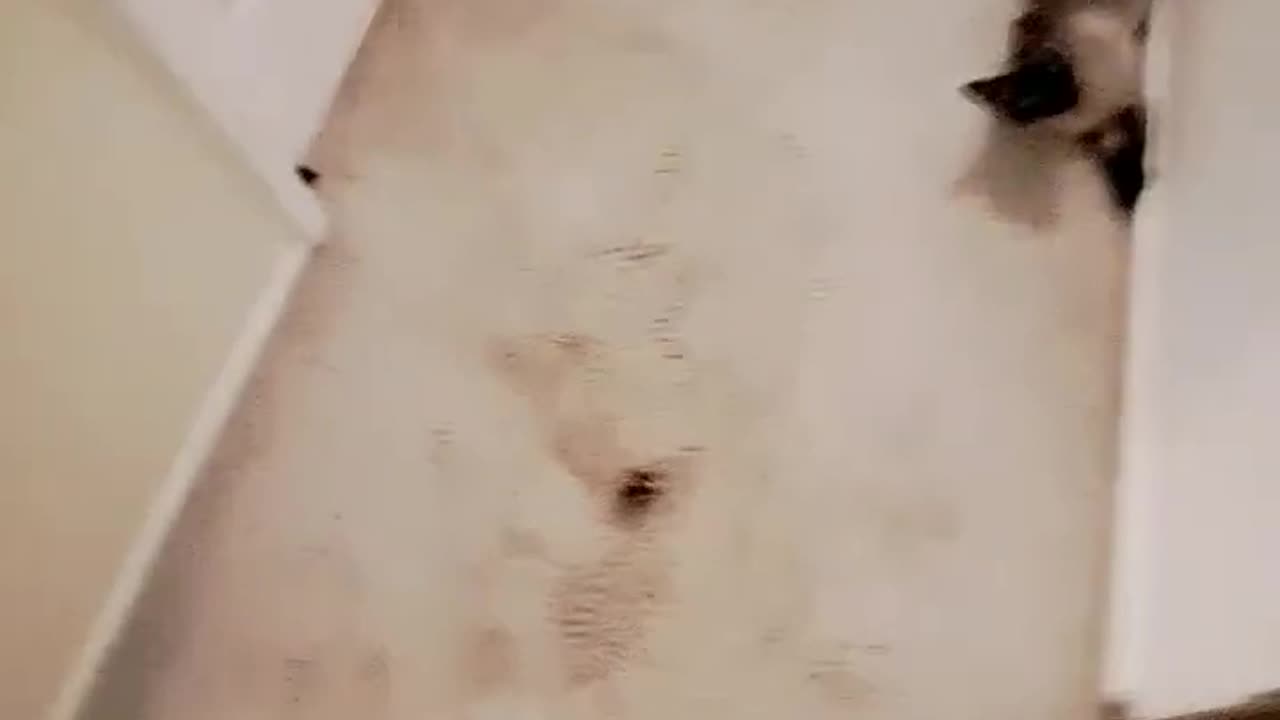 😹CAT CRASHES INTO DOOR! MUST WATCH!