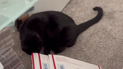Adopting a Cat from a Shelter Vlog - Cute Precious Piper Checks the Messy Office