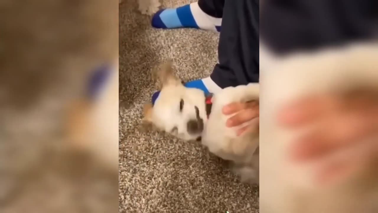 ●FUNNY😂😂ANIMAL VIDEO 2023