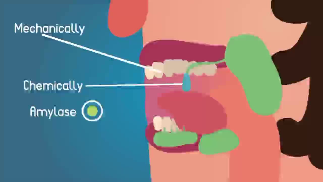 Digestion,what is it??