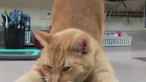 Kitty Dives Right into Catnip || ViralHog