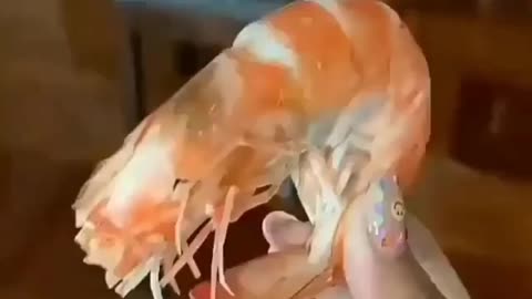 Cute cat can smell prawn while sleeping 🐈🦐😂😂