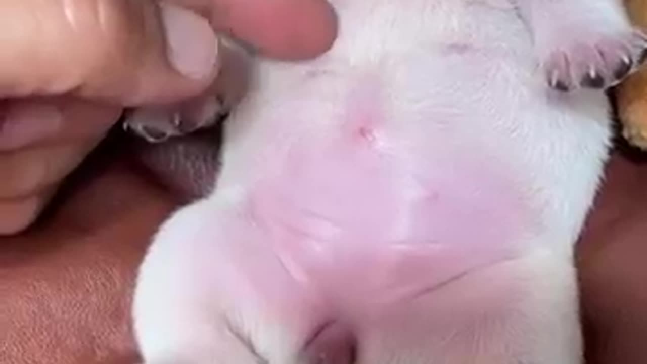 Dog video
