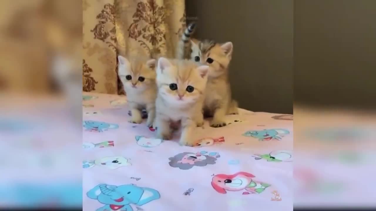 Cute and Funny Cat Videos Collection: Baby Cats