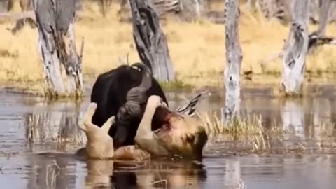 Wild Animals👍👍