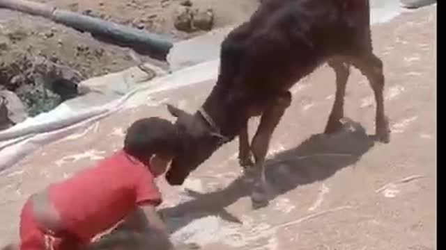 Little boy and cute calf gight funny