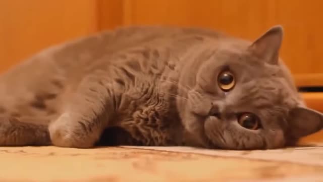 Try not to smile or chuckle while viewing this list of the funniest cat videos.