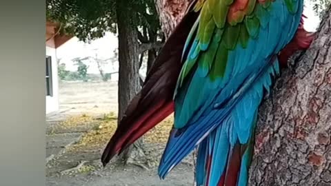 Hermosa Guacamaya Bailando 🎶🎶