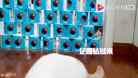 How cute are the little milk cats fighting