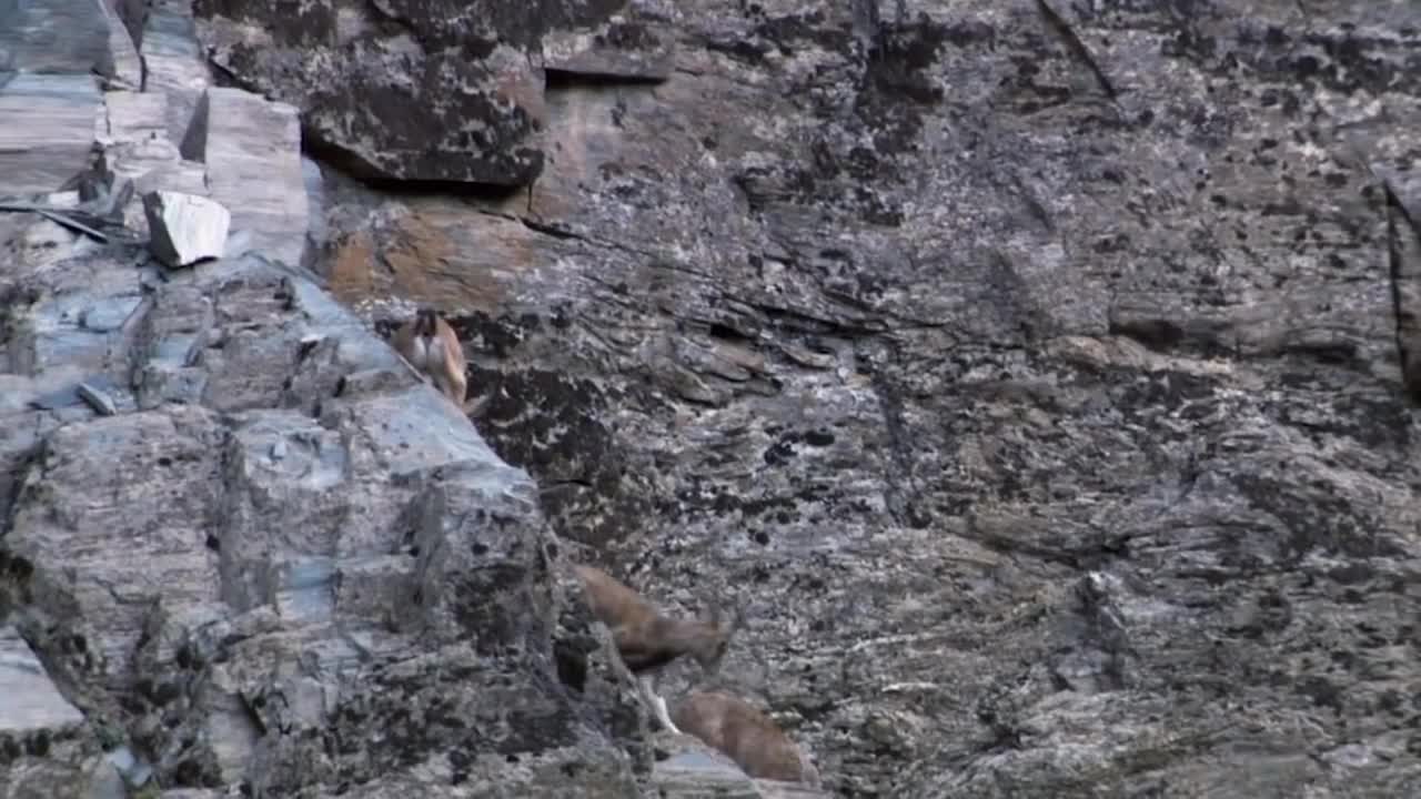 Mountain Goat Tossing Snow Leopard Falls Down From Cliff To Escape - Even The Mighty Can Falter-4