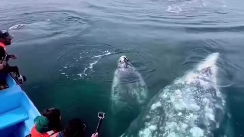 Magical Moments With The Gaint Gray Whales #shorts #shortvideo #video #virals #videoviral