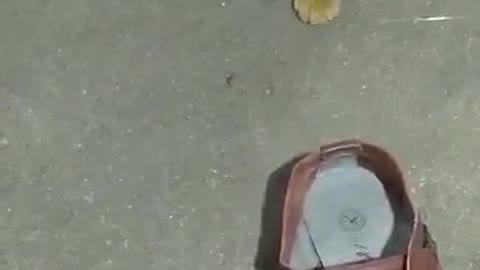 Cat play with rat