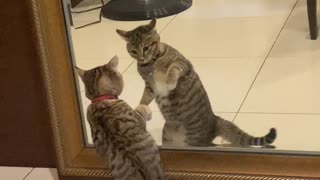 Curious Kitten Discovers Reflection