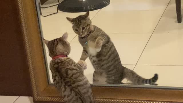 Curious Kitten Discovers Reflection