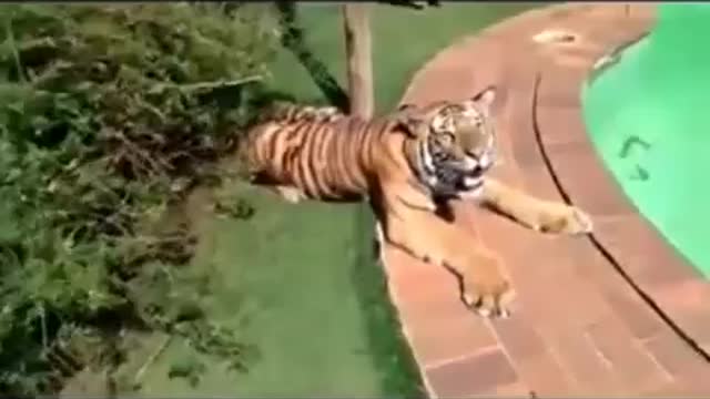 Tiger cub learns to go on a hunting trail