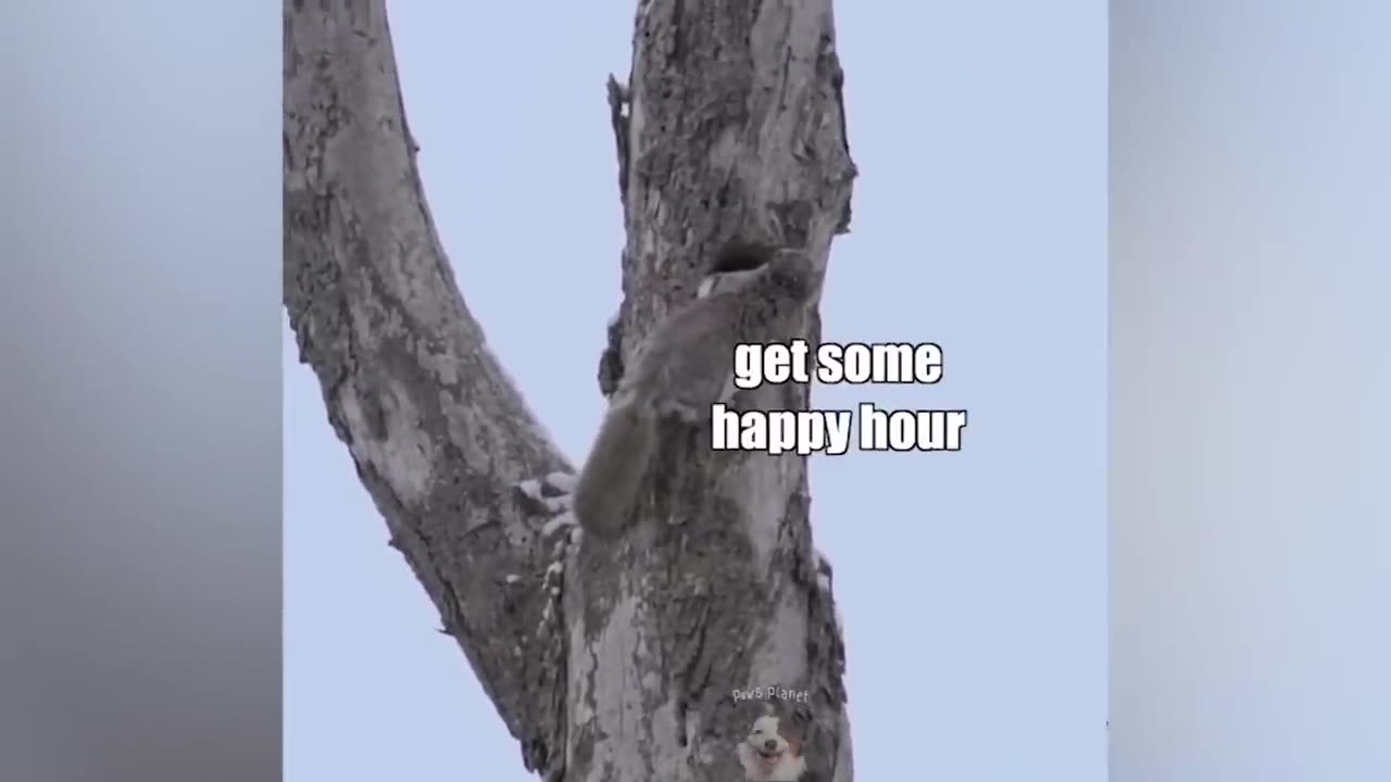 Can you watch without laughing? 100% Impossible