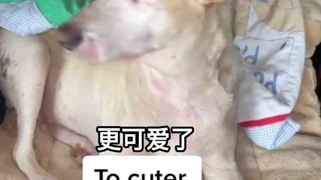 The story of the dog, the faithful dog