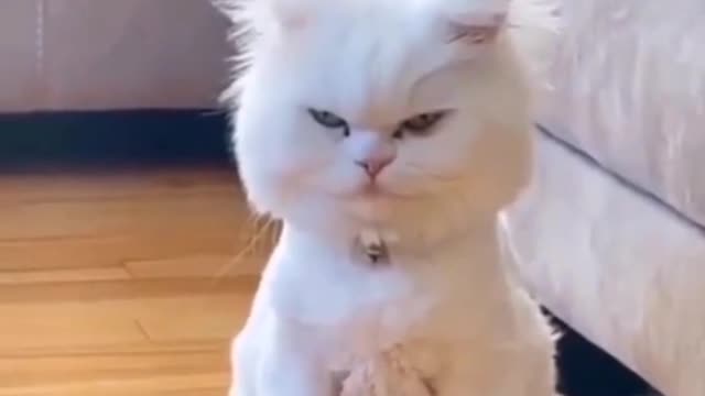 Expresi kucing marah lucuu