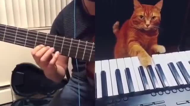 Someone did a collab tiktok with a cat and it's perfect