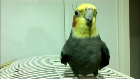 Calopsita cantando Star Wars (Imperial March) e Hino do Brasil