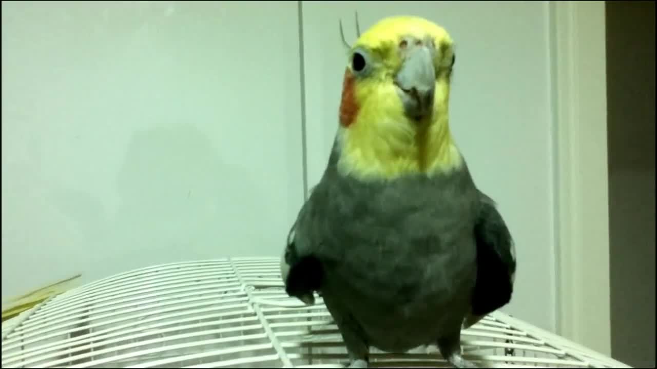 Calopsita cantando Star Wars (Imperial March) e Hino do Brasil