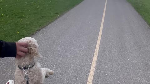 Puppy Prefers to Walk on Two Legs