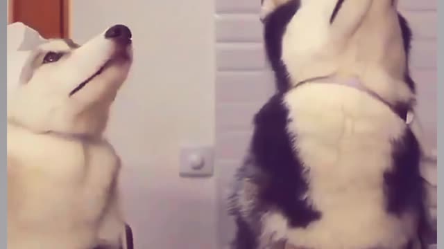 Dog 🐶 short video #funny video