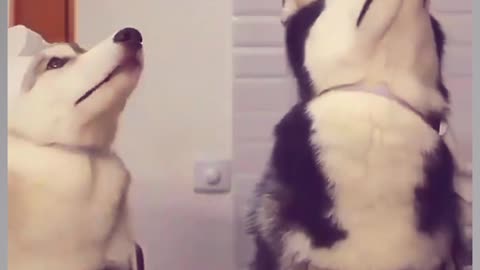 Dog 🐶 short video #funny video