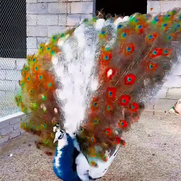 cute peacock