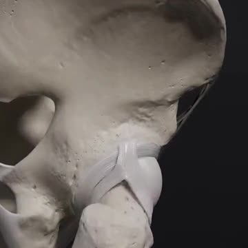 How your hip joint moves