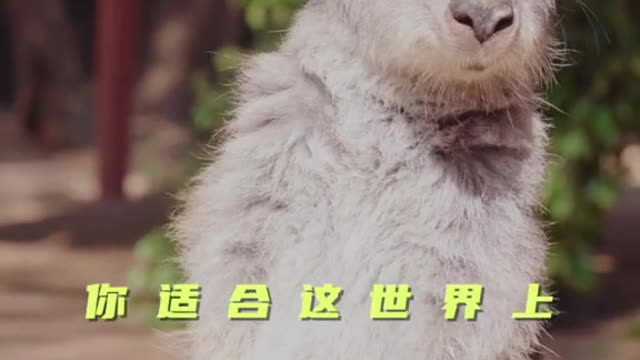 The kangaroo