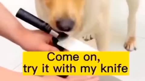 Funny dog video