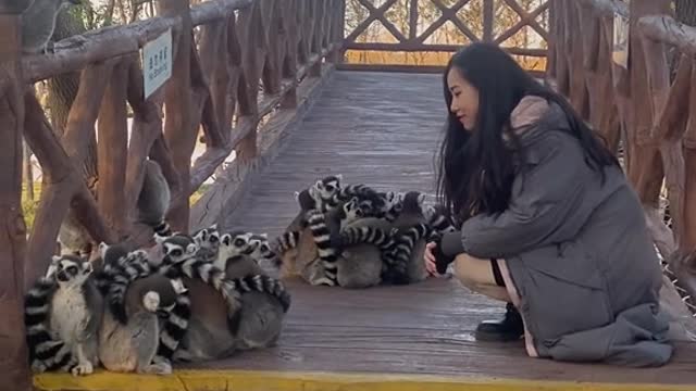 Would you like to count lemurs with me #