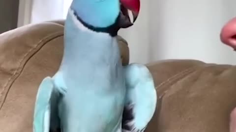 Talking parrot interacts adorably with owner