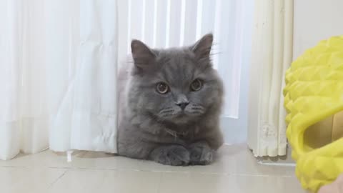 A cat that plays with the curtains despite being in pain (increasingly resembles Einstein)