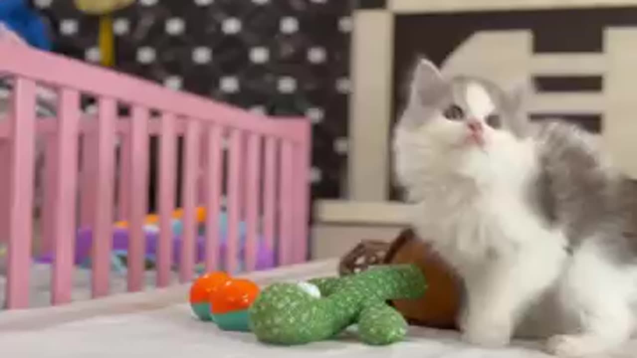 Free kittens adoption after 1 million