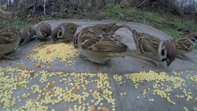 Birds eat food on a metal plate