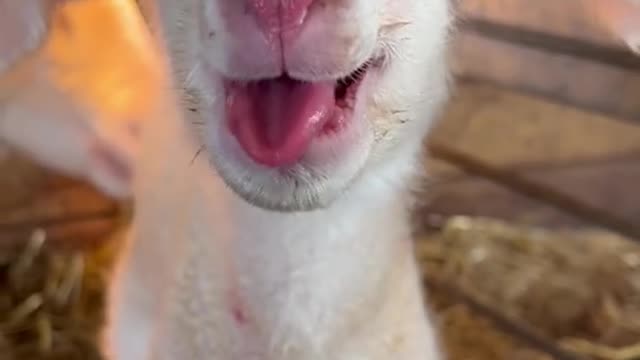 Newborn Lamb is Ready to Party ||