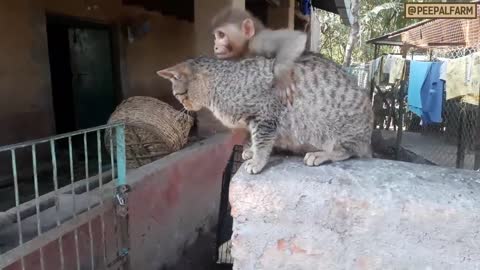 FUNNY ANIMALS : CATS