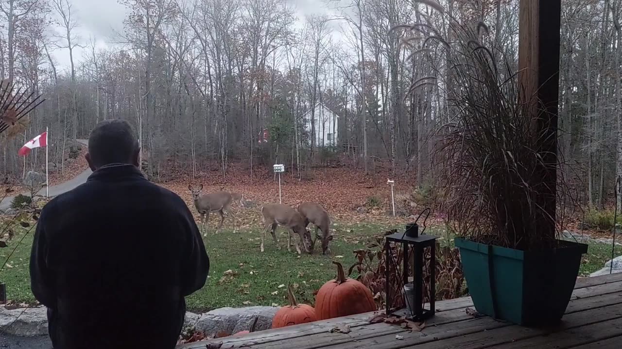 Angry Canadian - Deer for coffee ?